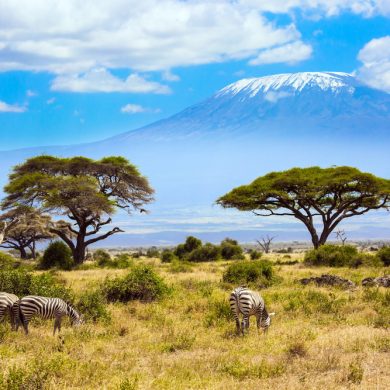 Trip,To,The,Horn,Of,Africa.,The,African,Savannah.,Herd Trip,To,The,Horn,Of,Africa.,The,African,Savannah.,Herd